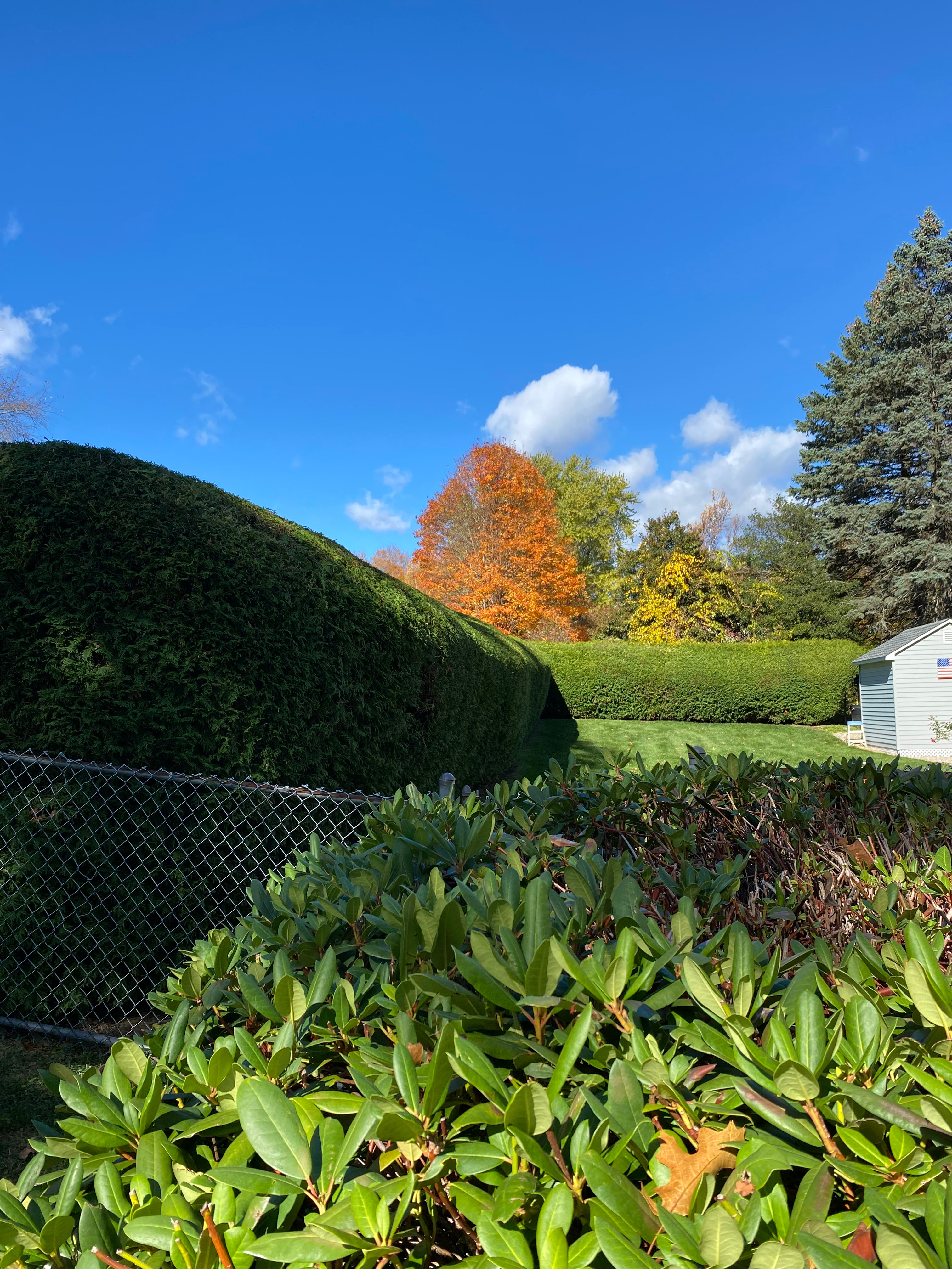 Hedge sculpting detail